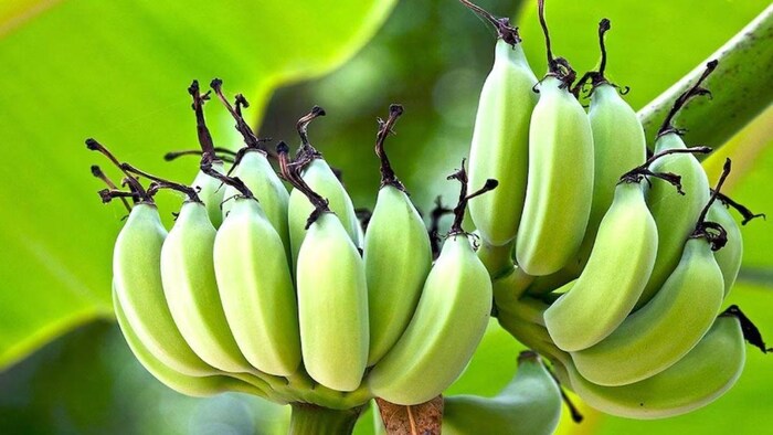 पूर्वांचल के केले, उसके पत्ते और फूल का स्वाद चखेंगे दुबई के शेख