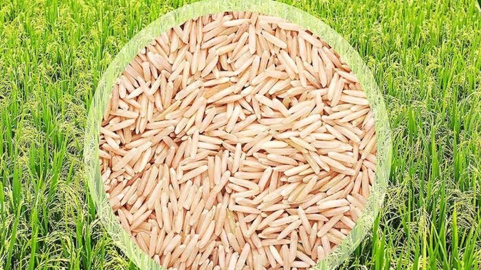 दुनिया का नंबर वन बासमती एक्सपोर्टर है भारत (Photo-Kisan Tak).