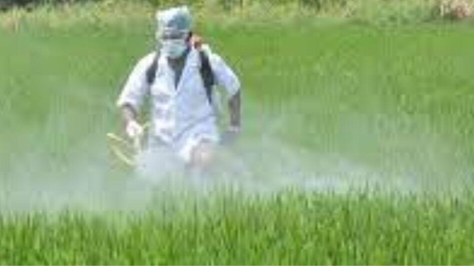 Basmati paddy: उत्तर प्रदेश के इन जिलों में 60 दिनों के लिए 10 कीटनाशकों की बिक्री पर रोक, जानिए क्या है वजह? Basmati paddy: उत्तर प्रदेश के इन जिलों में 60 दिनों के लिए 10 कीटनाशकों की बिक्री पर रोक, जानिए क्या है वजह?