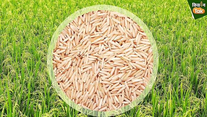 सरकार की शर्त से क्यों परेशान हैं बासमती किसान? (Photo-Kisan Tak).