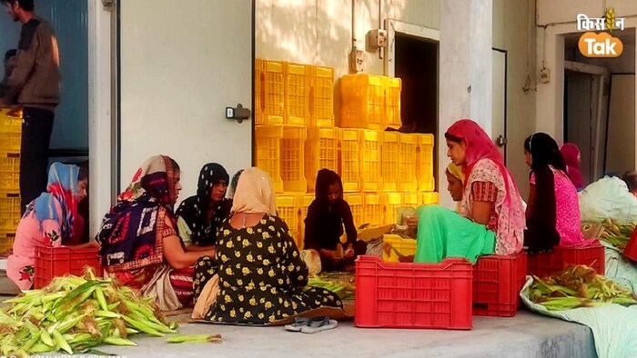 पैक हाउस बनने से किसानों को क्या होगा फायदा (Photo-Om Prakash/Kisan Tak).