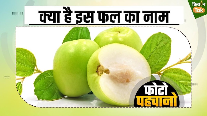 देखने में छोटा लगे...लेकिन फायदा दे भरपूर, जानें इस फल का नाम