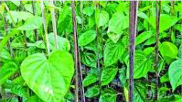 ओडिशा के पान किसानों के लिए अच्छी खबर फोटोः सोशल मीडिया