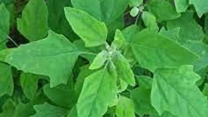 जानिए बथुआ की खेती के बारे में