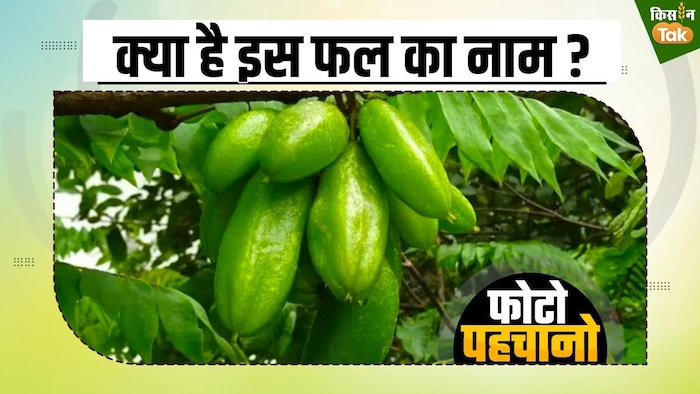 कच्चा खाएं या पका, बराबर स्वाद देता है यह फल