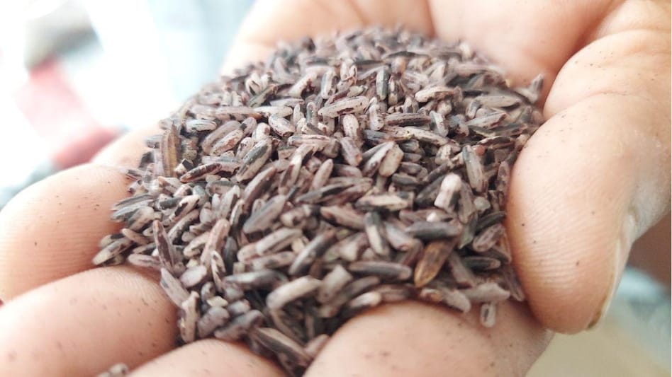Black Rice Farming: यूपी के इटावा में हो रही काले चावल की खेती, जैविक खाद से मिली बंपर पैदावार Black Rice Farming: यूपी के इटावा में हो रही काले चावल की खेती, जैविक खाद से मिली बंपर पैदावार