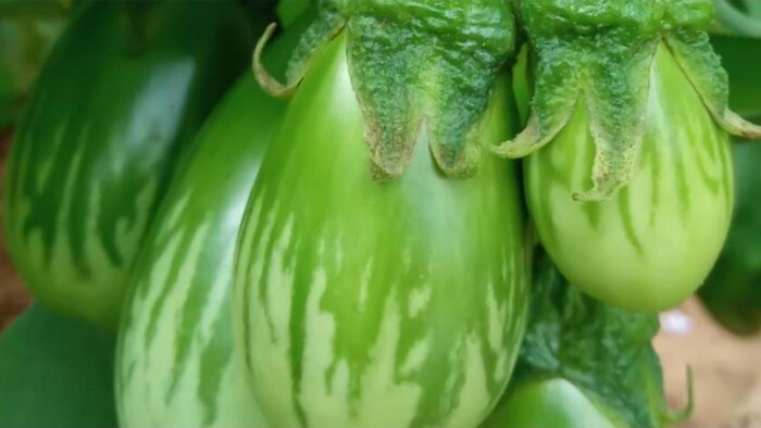 बैंगन की तस्वीर फोटोः ट्विटर