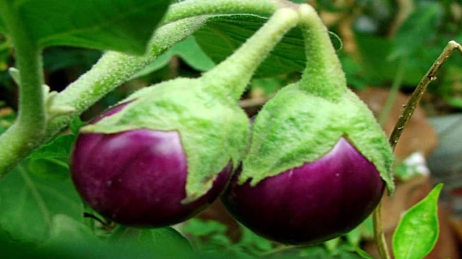 Buy Seeds online: बैंगन की ये किस्में देंगी जोरदार कमाई, कम दाम में यहां से खरीदें ऑनलाइन बीज Buy Seeds online: बैंगन की ये किस्में देंगी जोरदार कमाई, कम दाम में यहां से खरीदें ऑनलाइन बीज