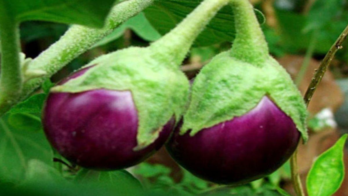 जानिए बैंगन की अच्छी किस्मों के बारे में