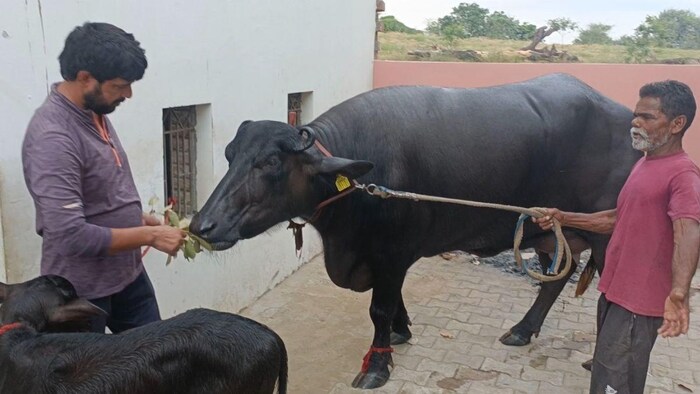कमाल की भैंस! कीमत में फॉर्च्यूनर और थार को देती है मात