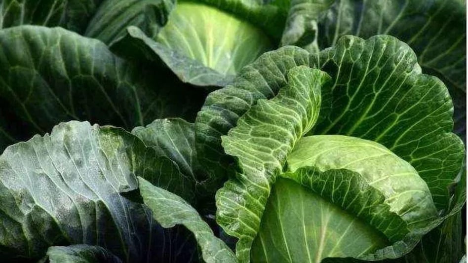 Cabbage Farming: बस कुछ दिन ही बचे हैं, जल्द करें पत्तागोभी की लाभदायक खेती, ये रहीं बेहतर किस्में Cabbage Farming: बस कुछ दिन ही बचे हैं, जल्द करें पत्तागोभी की लाभदायक खेती, ये रहीं बेहतर किस्में