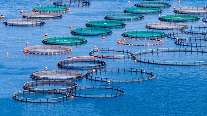 केज फार्मिंग से किसान बेहतर कमाई कर सकते हैं