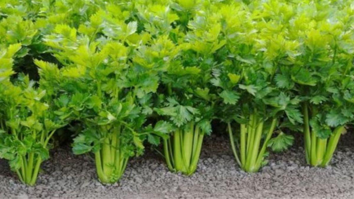 जानिए अजवाइन की खेती के बारे में