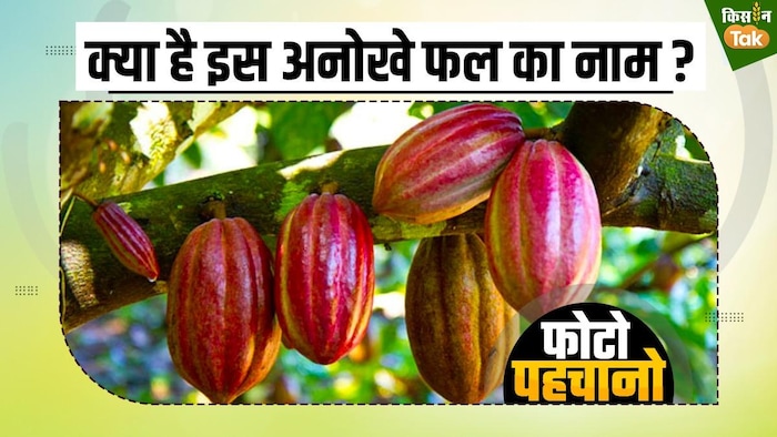 क्या आप जानते हैं इस अनोखे फल का नाम, (GFX, संदीप भारद्वाज)