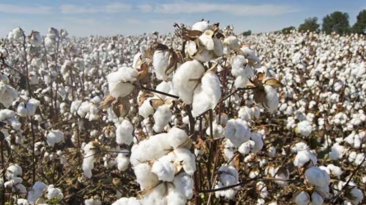 क्या कीट खा गए कपास की फसल? सरकार दे रही 30000 रुपये मुआवजा