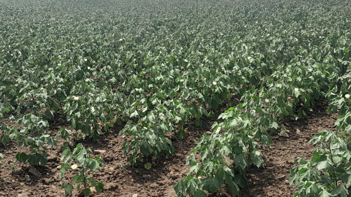 बारिश नहीं होने के कारण फसल सूख रही हैं ( photos kisan tak )