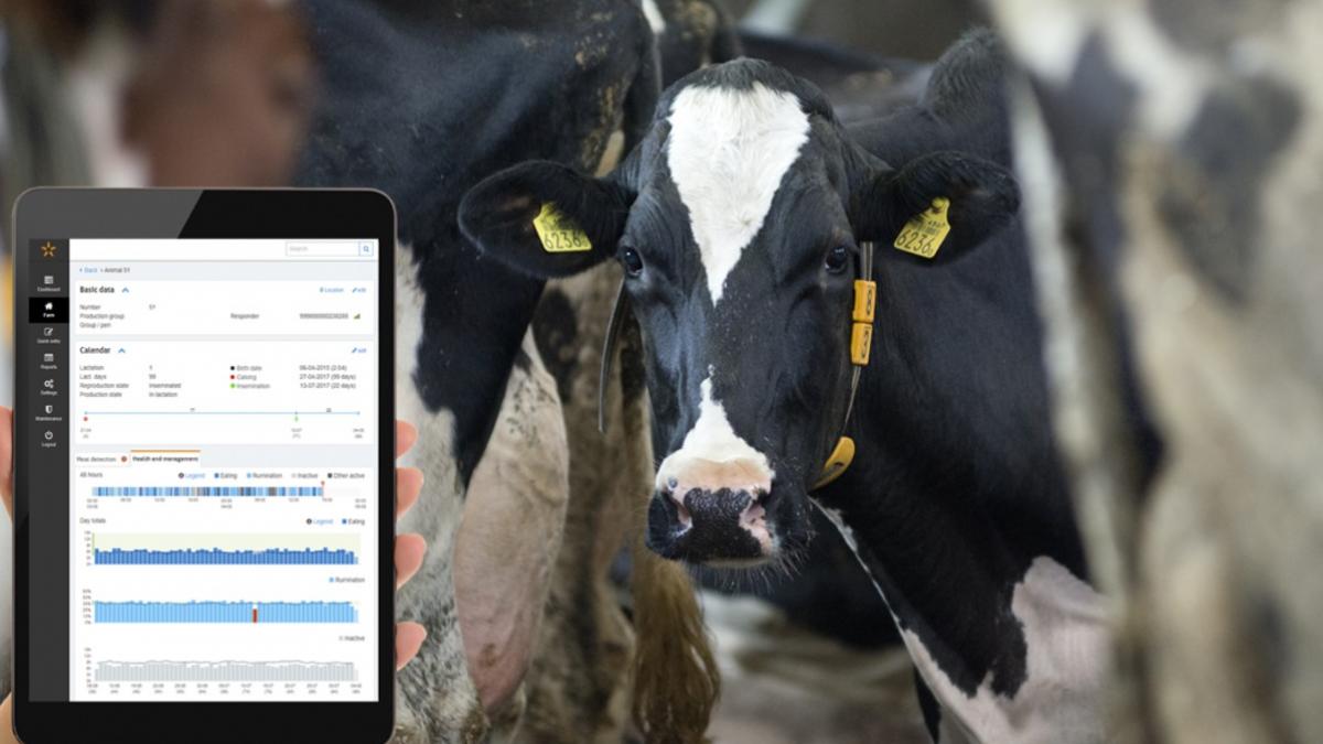 Cattle Health Monitor: गाय के जबड़े में लगते ही इस डिवाइस से मिलने लगेगी सेहत की पूरी जानकारी, बनारस से किया जाएगा लॉन्च