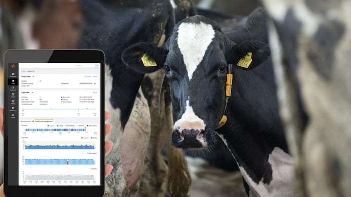 डिवाइस से मिलने लगेंगी गाय के सेहत की पूरी जानकारी
