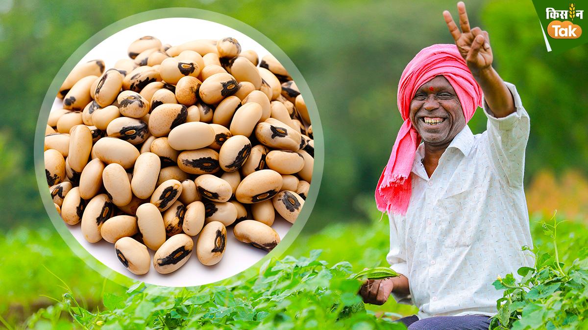 Cowpea Farming: चारे की कमी पूरा करने के ल‍िए करें लोब‍िया की खेती, जान‍िए इसके बारे में सबकुछ