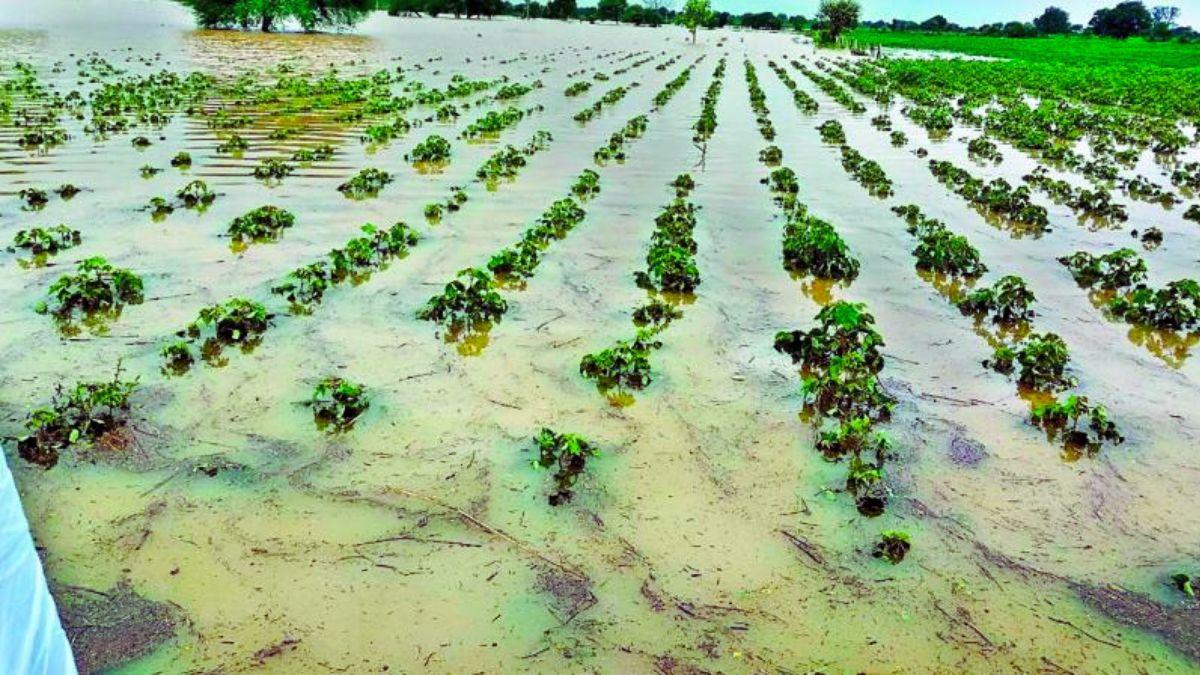Crop Loss: यूपी में बारिश से बर्बाद हो रही फसलें, किसानों को सता रहा नुकसान का डर