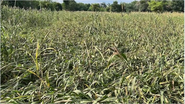 भारी बारिश के फसलों मंडी में फसलों को नुकसान सांकेतिक तस्वीर