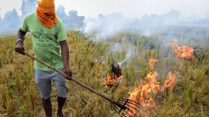 धान की पराली जलाने के पीछे क्या मजबूरी है ?