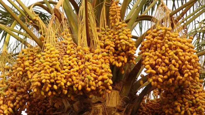 राजस्थान में बढ़ रहा खजूर की खेती का रुझान.