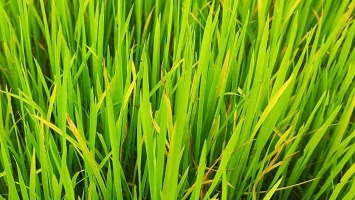 कोरापुट काला जीरा चावल को मिला जीआई टैग