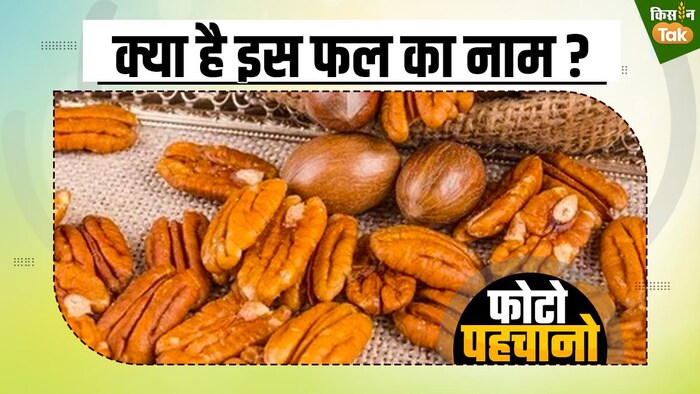 ड्राई फ्रूट है और नाम है भिदुरकाष्ठ, आपके दांतों को रखता है मजबूत