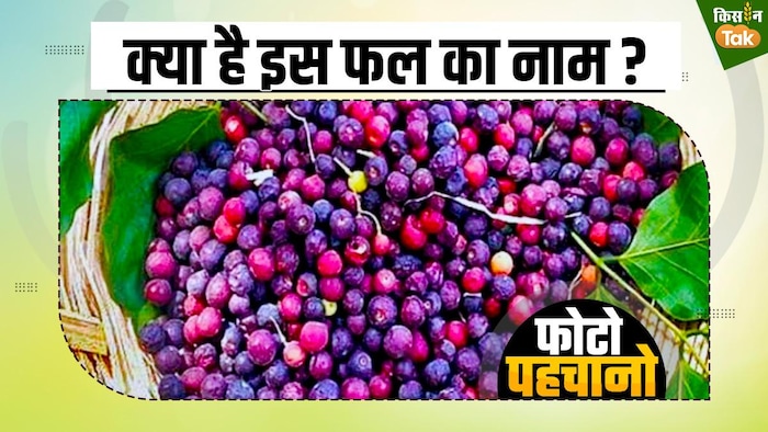 पोषक तत्वों से भरपूर है यह खट्टा-मीठा फल