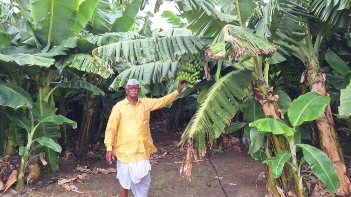केले की खेती से किसान को हो रहा है अच्छा मुनाफा