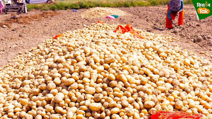 इस खेप के लिए आलुओं की खरीद अलीगढ़ के स्थानीय एफपीओ से किया गया है. (photo-kisan tak)