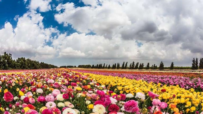 फूलों की खेती कर किसान कमा सकते हैं अच्छा मुनाफा