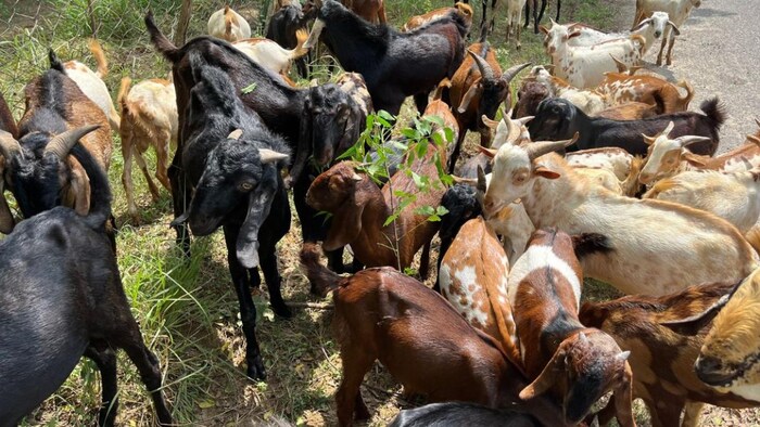 खुले मैदान में हरा चारा खाती बकरियां. फोटो क्रेडिट-किसान तक