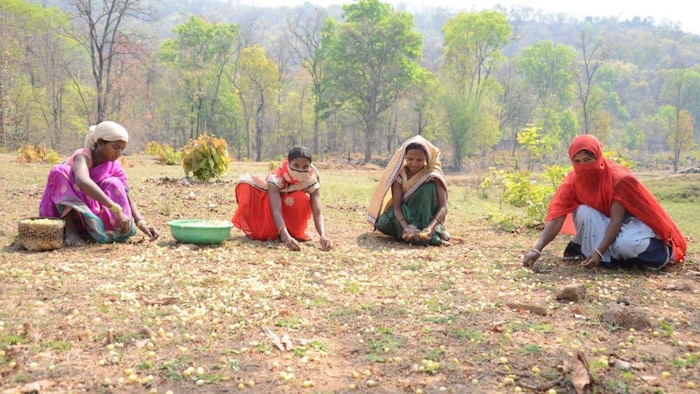 छत्तीसगढ़ में वनोपज संग्रह करतीं वनवासी समुदाय की महिलाएं, फोटो: साभार, छग. सरकार