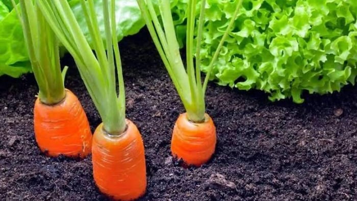 गाजर की ये पांच किस्में देंगी बेहतर पैदावार