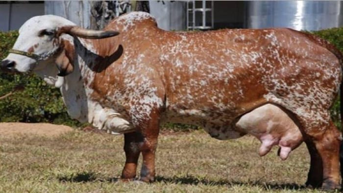 कोटा के पशु मेले में लगी गिर गायों की बोली, पांच लाख रुपये में मिलेगी एक गाय