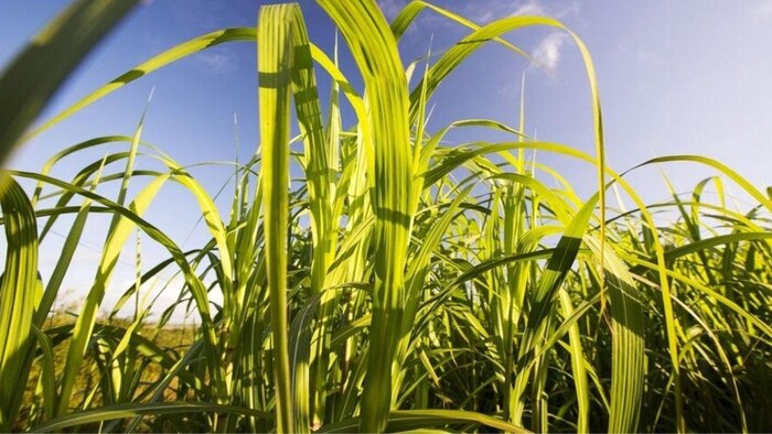 चारे का दाम और बढ़ सकता है पशुपालक हुए परेशान