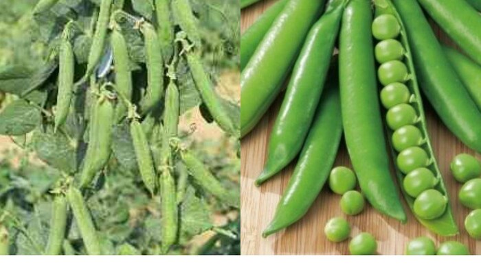 सब्जी मटर की अगेती किस्मों की खेती से बेहतर कमाई होगी