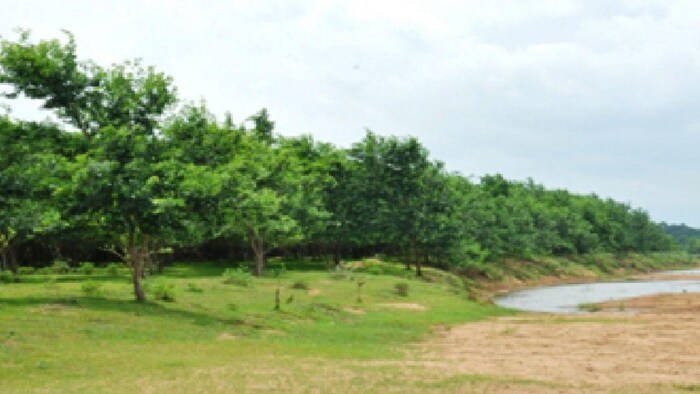 छत्तीसगढ़ में नदी तट रोपण अभियान के फलस्वरूप नदियों का ग्रीन कवर बढ़ा, फोटो: साभार, छग. सरकार