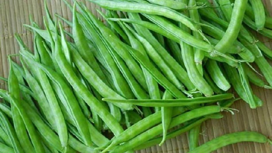 Buy Seeds Online: सेहत की खान है ग्वार का बीज, यहां से ऑनलाइन सस्ते में खरीदें Buy Seeds Online: सेहत की खान है ग्वार का बीज, यहां से ऑनलाइन सस्ते में खरीदें