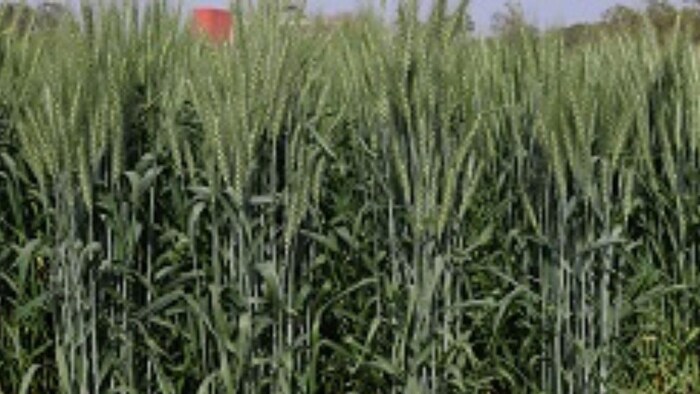 गर्मी सहन करने वाली गेहूं की किस्में