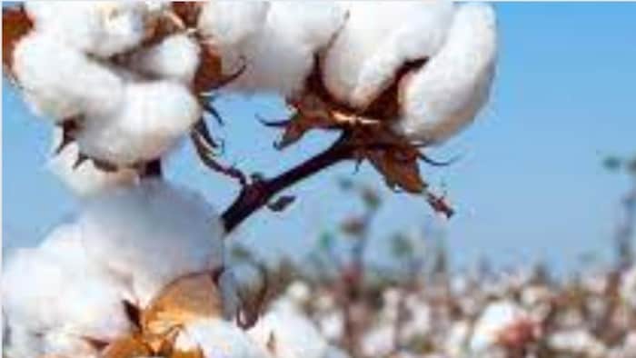 हरियाणा फसल सुरक्षा योजना सांकेतिक तस्वीर