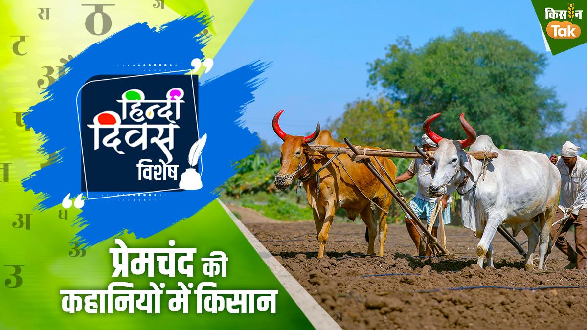 हिन्दी दिवस विशेष 2023: मुंशी प्रेमचंद की कहानियों में किसान और उनकी स्थिति 