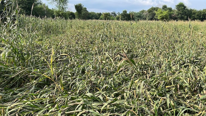 राजस्थान के सरमथुरा में बारिश के बाद लेटी बाजरे की फसल. फोटो- Madhav Sharma