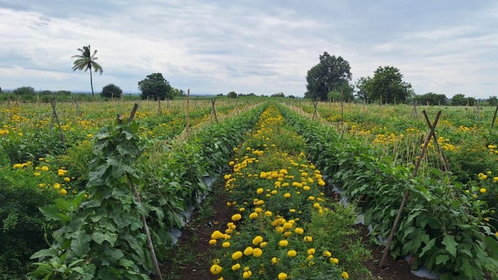 अंतर फसल खेती के माध्यम से कमा रहे अच्छा मुनाफा