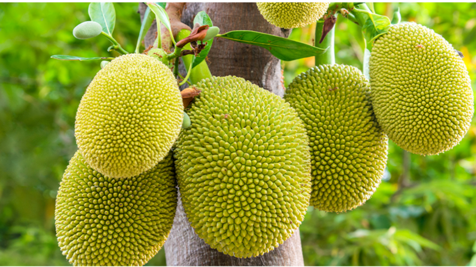 Jackfruit farming: गन्ने की खेती छोड़ किसान ने लगाई कटहल की बागवानी, अगले साल से लाखों में होगी कमाई Jackfruit farming: गन्ने की खेती छोड़ किसान ने लगाई कटहल की बागवानी, अगले साल से लाखों में होगी कमाई