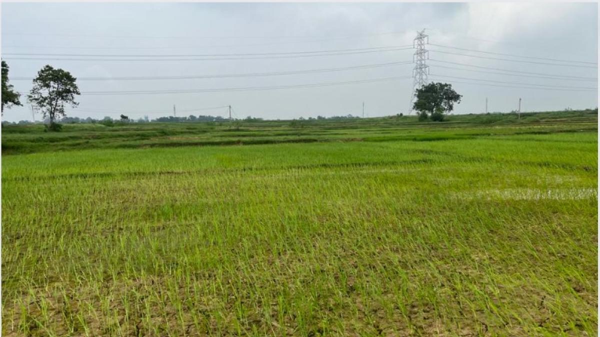 Jharkhand Drought Update: दूसरी बार सूखा घोषित होने का इंतजार कर रहे झारखंड के किसान, हल्की बारिश ने बढ़ाई उम्मीदें