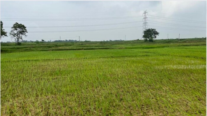 बारिश की कमी के कारण सूखे खेत फोटोः किसान तक