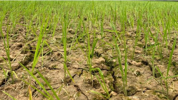 सूख के कारण खेत में पड़ी दरार फोटोः किसान तक